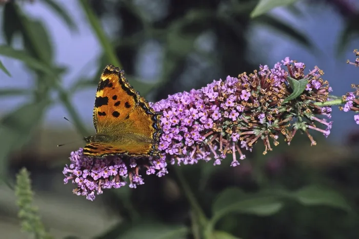 Gerahmter Druck : Nymphalis polychlorus auf Buddleia Gerahmter Druck : Nymphalis polychlorus auf Buddleia