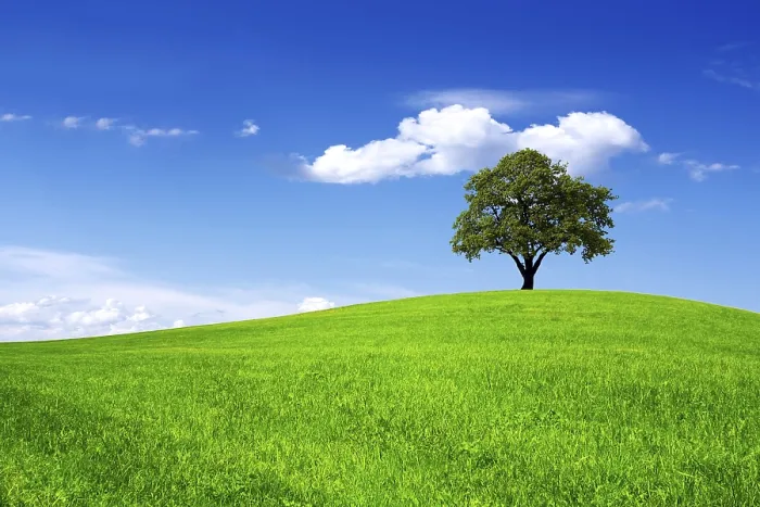 Gerahmter Druck : Eiche auf dem Feld. Gerahmter Druck : Eiche auf dem Feld.
