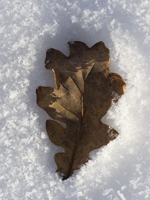 Gerahmter Druck : Ein Eichenblatt ist in den Schnee gesunken. Gerahmter Druck : Ein Eichenblatt ist in den Schnee gesunken.
