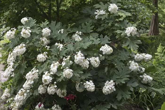 Gerahmter Druck : Eichenblättrige Hydrangea (Hydrangea quercifolia) Gerahmter Druck : Eichenblättrige Hydrangea (Hydrangea quercifolia)