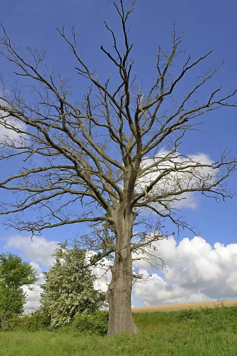 Gerahmter Druck : Eiche (Quercus), toter Baum am Rande eines Feldes. Gerahmter Druck : Eiche (Quercus), toter Baum am Rande eines Feldes.