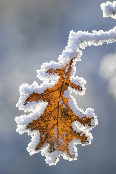 Gerahmter Druck : Eicheblatt (Quercus) mit Taubnessel. Gerahmter Druck : Eicheblatt (Quercus) mit Taubnessel.
