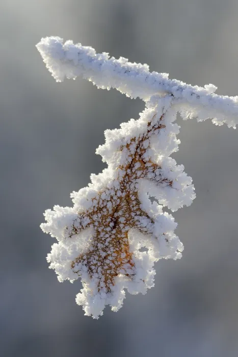 Gerahmter Druck : Eiche (Quercus)-Blatt mit Taubheit. Gerahmter Druck : Eiche (Quercus)-Blatt mit Taubheit.