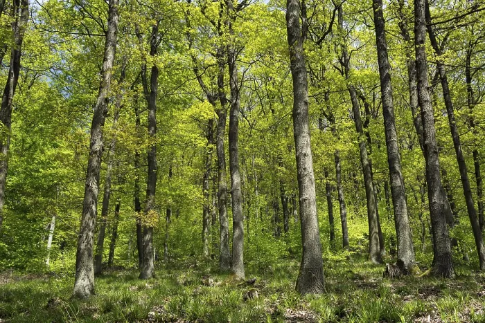 Gerahmter Druck : Eiche (Quercus), Eichenwald im Frühling.