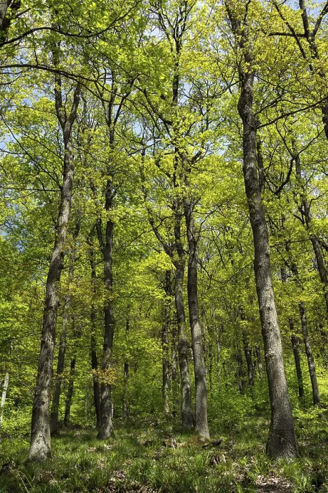 Gerahmter Druck : Eiche (Quercus), Eichenwald im Frühling. Gerahmter Druck : Eiche (Quercus), Eichenwald im Frühling.