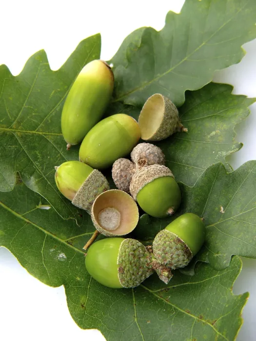 Gerahmter Druck : Eiche (Quercus) Samen Eichel Gerahmter Druck : Eiche (Quercus) Samen Eichel