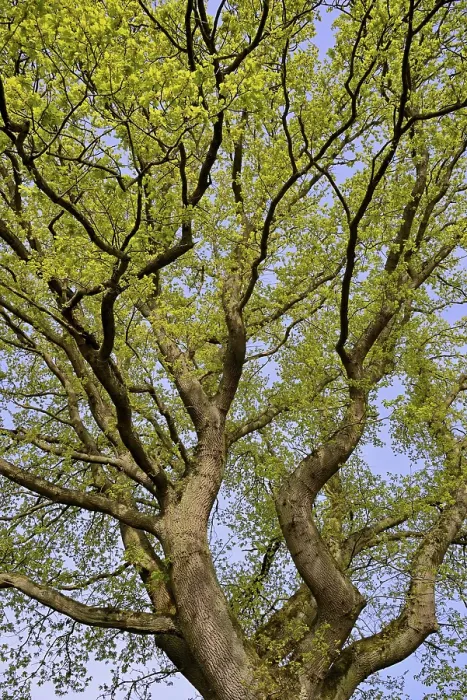 Gerahmter Druck : Eiche (Quercus), Baumkrone mit Blatttrieb. Gerahmter Druck : Eiche (Quercus), Baumkrone mit Blatttrieb.