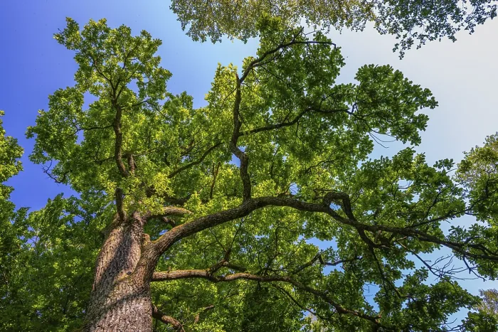 Gerahmter Druck : Eiche (Quercus), Baum, Fröschaugenblick Gerahmter Druck : Eiche (Quercus), Baum, Fröschaugenblick