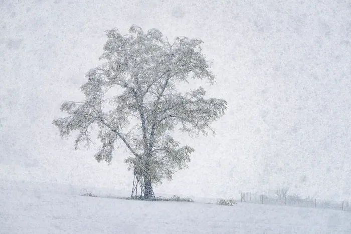 Gerahmter Druck : Eiche (Quercus), Baum während starker Schneefall. Gerahmter Druck : Eiche (Quercus), Baum während starker Schneefall.