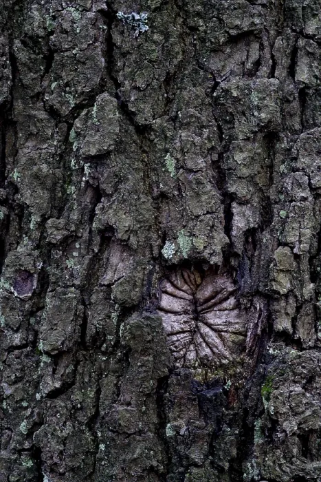 Gerahmter Druck : Eichenrinde (Quercus) Gerahmter Druck : Eichenrinde (Quercus)