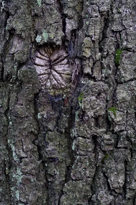 Gerahmter Druck : Eichenrinde (Quercus) Gerahmter Druck : Eichenrinde (Quercus)