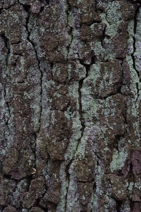 Gerahmter Druck : Eichenrinde (Quercus) Gerahmter Druck : Eichenrinde (Quercus)