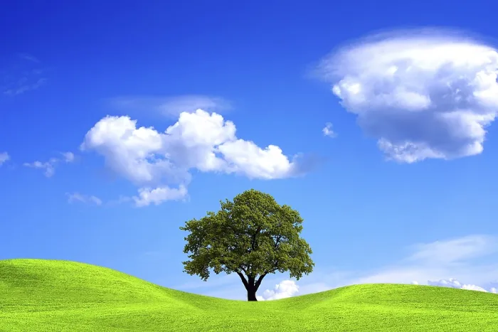 Gerahmter Druck : Eiche und blauer Himmel. Gerahmter Druck : Eiche und blauer Himmel.