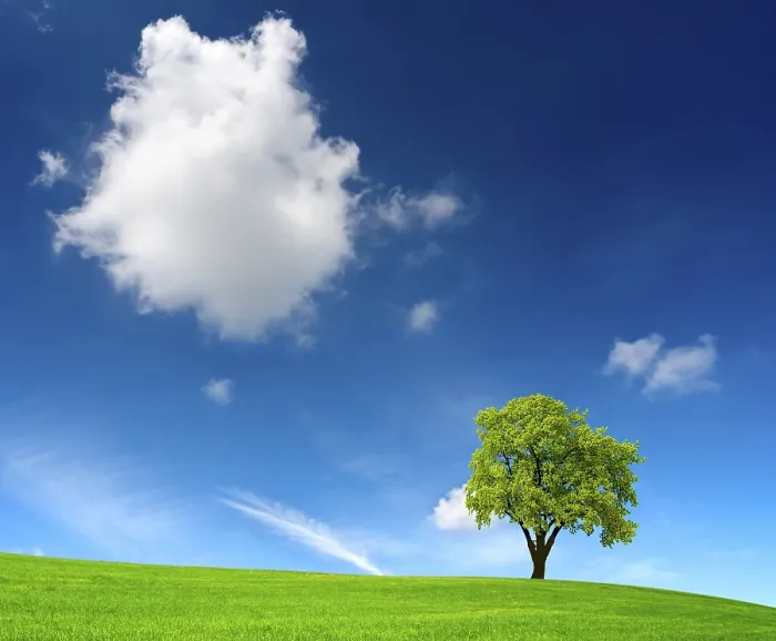 Gerahmter Druck : Eiche auf grünem Feld. Gerahmter Druck : Eiche auf grünem Feld.