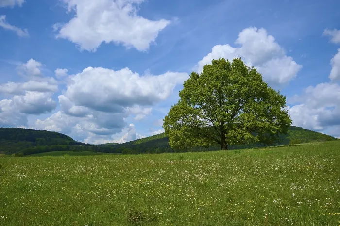 Gerahmter Druck : Eichenbaum, Wiese, Blühen, Wolken Gerahmter Druck : Eichenbaum, Wiese, Blühen, Wolken