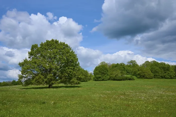 Gerahmter Druck : Eichenbaum, Wiese, Blütenbildung, Wolken Gerahmter Druck : Eichenbaum, Wiese, Blütenbildung, Wolken