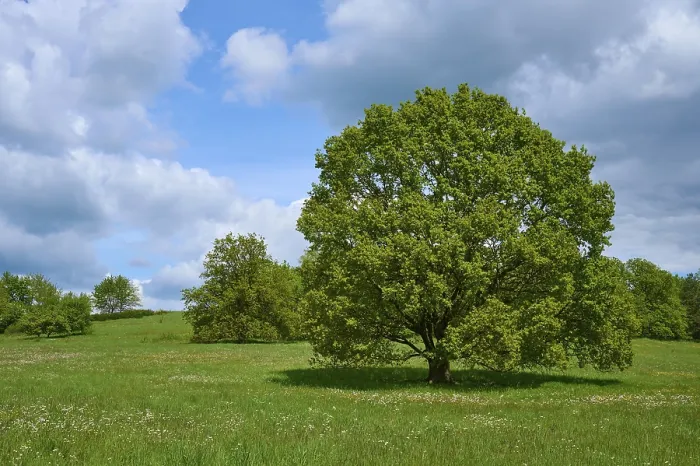 Gerahmter Druck : Eiche, Wiese, Blütenbildung, Wolken Gerahmter Druck : Eiche, Wiese, Blütenbildung, Wolken
