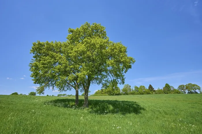 Gerahmter Druck : Eiche, Wiese, Frühling, Kuralpe Gerahmter Druck : Eiche, Wiese, Frühling, Kuralpe