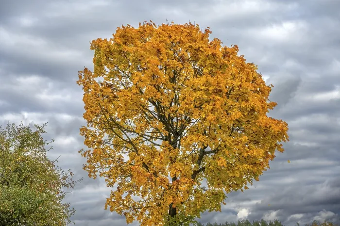 Gerahmter Druck : Eiche (Quercus) in ihren Herbstfarben. Gerahmter Druck : Eiche (Quercus) in ihren Herbstfarben.