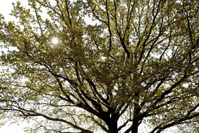 Gerahmter Druck : Eiche (Quercus), Baumkrone bei Blüte- und Laubzeit. Gerahmter Druck : Eiche (Quercus), Baumkrone bei Blüte- und Laubzeit.