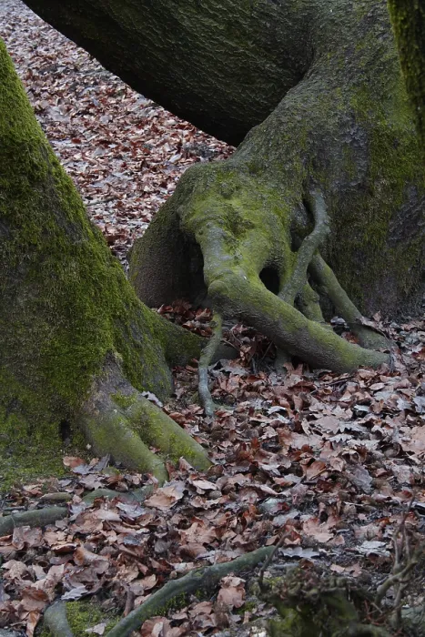 Gerahmter Druck : Eichenwurzeln, Lueerwald-Wald. Gerahmter Druck : Eichenwurzeln, Lueerwald-Wald.