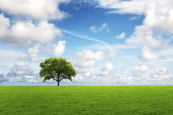 Gerahmter Druck : Eiche im Sommer Gerahmter Druck : Eiche im Sommer