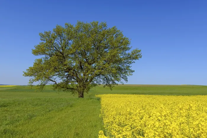 Gerahmter Druck : Eichenbäume in der Landschaft, Frühling. Gerahmter Druck : Eichenbäume in der Landschaft, Frühling.