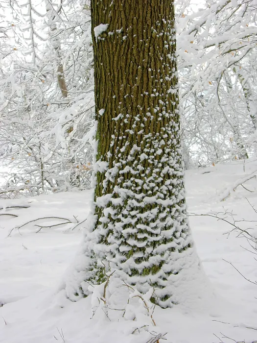 Gerahmter Druck : Eiche im Winter mit Schnee. Gerahmter Druck : Eiche im Winter mit Schnee.