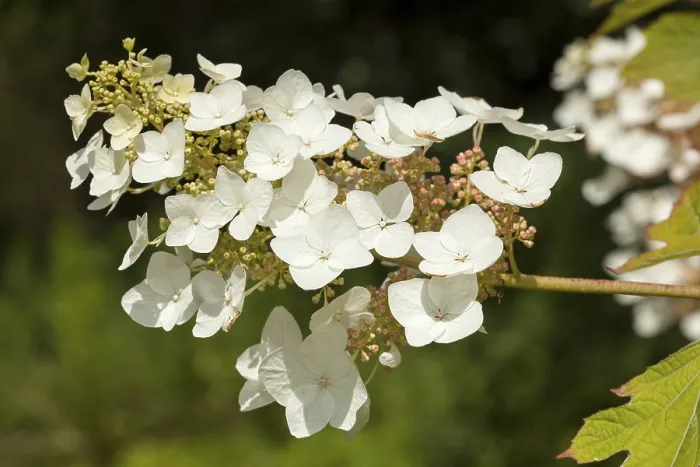Gerahmter Druck : Eichenblättrige Hydrangea (Hydrangea quercifolia) Gerahmter Druck : Eichenblättrige Hydrangea (Hydrangea quercifolia)