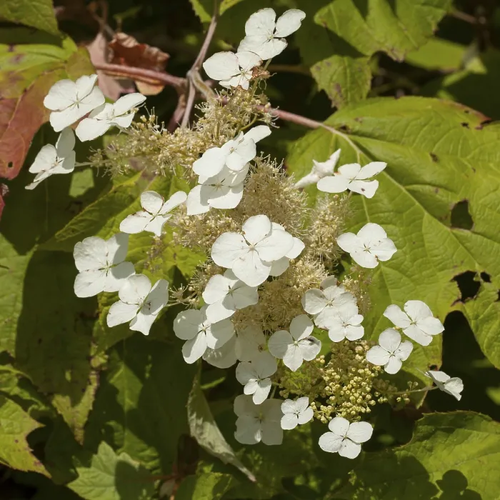 Gerahmter Druck : Eichenblättrige Hydrangea (Hydrangea quercifolia)