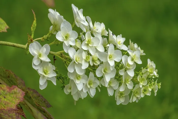 Gerahmter Druck : Eichenblättrige Hydrangea (Hydrangea quercifolia) Gerahmter Druck : Eichenblättrige Hydrangea (Hydrangea quercifolia)