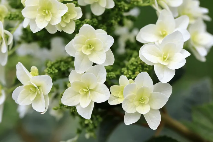 Gerahmter Druck : Eichenblättrige Hydrangea (Hydrangea quercifolia) Gerahmter Druck : Eichenblättrige Hydrangea (Hydrangea quercifolia)