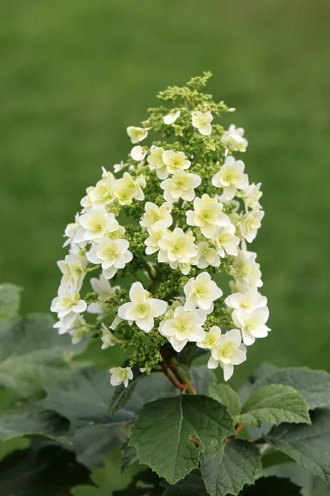Gerahmter Druck : Eichenblättrige Hydrangea (Hydrangea quercifolia)