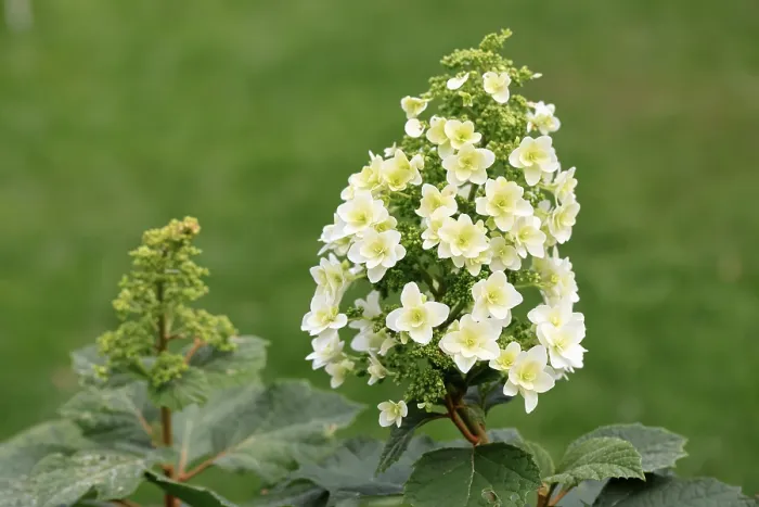 Gerahmter Druck : Eichenblättrige Hydrangea (Hydrangea quercifolia) Gerahmter Druck : Eichenblättrige Hydrangea (Hydrangea quercifolia)