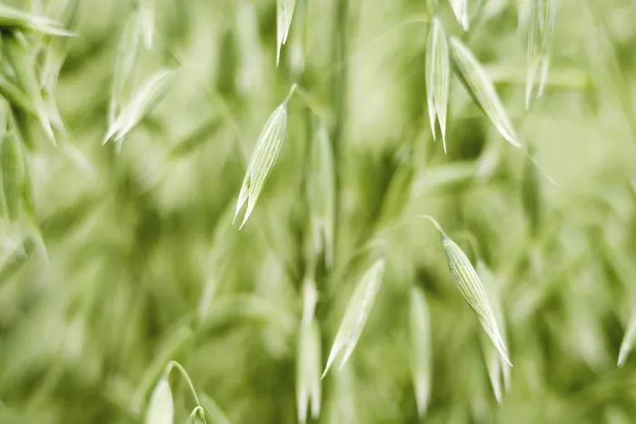 Gerahmter Druck : Oats Gerahmter Druck : Oats