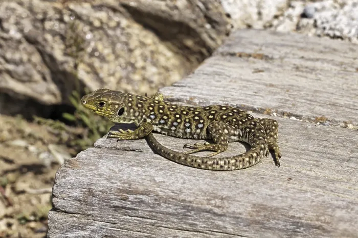 Gerahmter Druck : Ocellierte Eidechse (Timon lepidus) in der Jugend, Provence, Südfrankreich Gerahmter Druck : Ocellierte Eidechse (Timon lepidus) in der Jugend, Provence, Südfrankreich