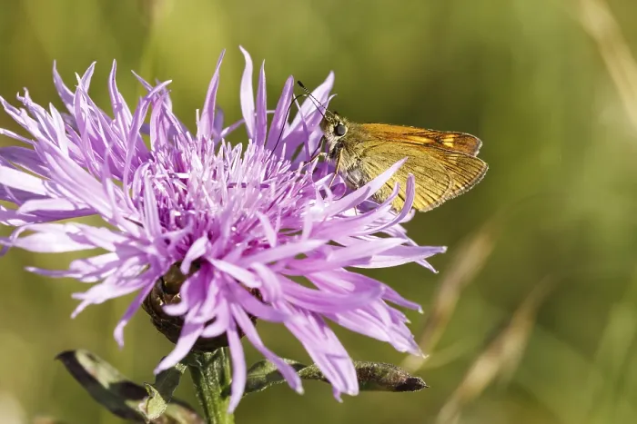 Gerahmter Druck : Ochlodes sylvanus (Ochlodes venatus) Gerahmter Druck : Ochlodes sylvanus (Ochlodes venatus)