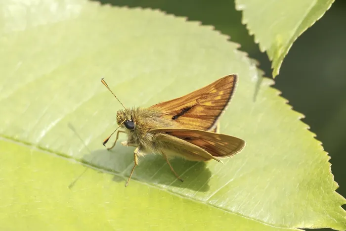 Gerahmter Druck : Ochlodes sylvanus (Ochlodes venatus) Gerahmter Druck : Ochlodes sylvanus (Ochlodes venatus)