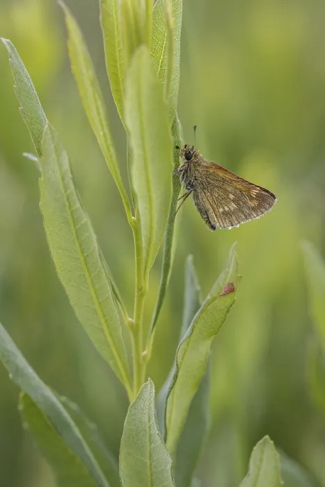Gerahmter Druck : Ochlodes sylvanus (Ochlodes venatus) Gerahmter Druck : Ochlodes sylvanus (Ochlodes venatus)