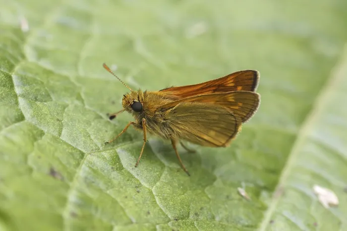 Gerahmter Druck : Ochlodes sylvanus (Ochlodes venatus) Gerahmter Druck : Ochlodes sylvanus (Ochlodes venatus)