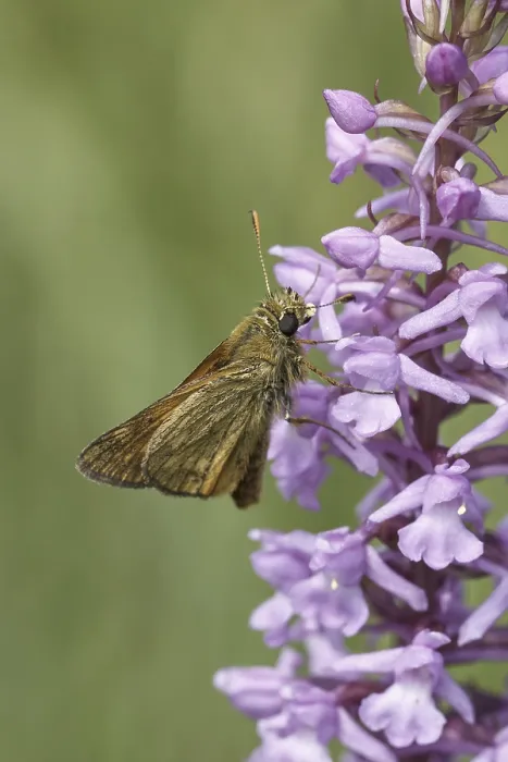 Gerahmter Druck : Ochlodes sylvanus (Ochlodes venatus) Gerahmter Druck : Ochlodes sylvanus (Ochlodes venatus)
