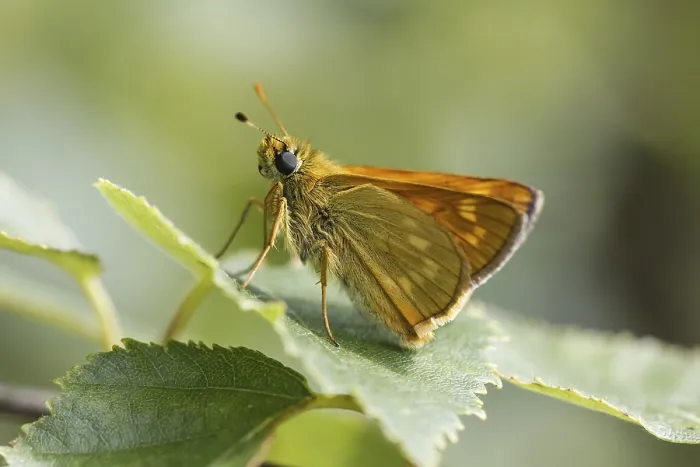 Gerahmter Druck : Ochlodes sylvanus (Ochlodes venatus) Gerahmter Druck : Ochlodes sylvanus (Ochlodes venatus)