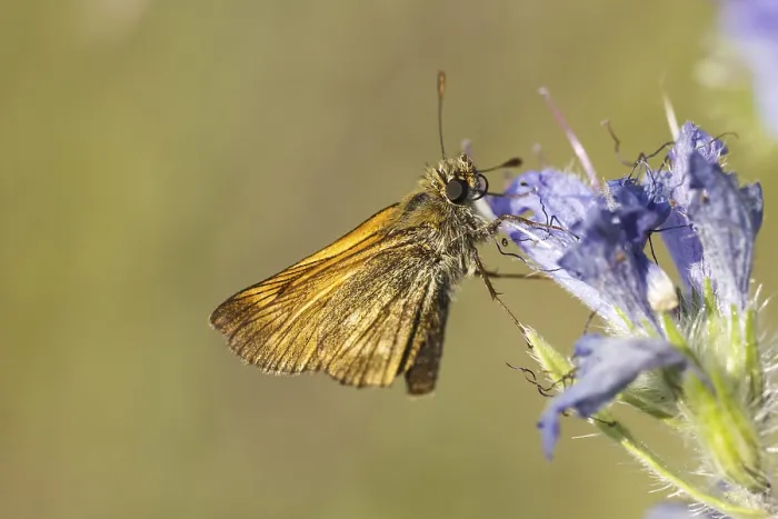Gerahmter Druck : Ochlodes sylvanus (Ochlodes venatus) Gerahmter Druck : Ochlodes sylvanus (Ochlodes venatus)