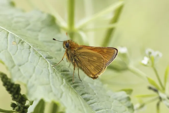 Gerahmter Druck : Ochlodes sylvanus (Ochlodes venatus) Gerahmter Druck : Ochlodes sylvanus (Ochlodes venatus)