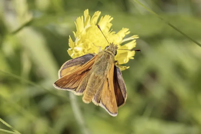 Gerahmter Druck : Ochlodes sylvanus (Ochlodes venatus) Gerahmter Druck : Ochlodes sylvanus (Ochlodes venatus)