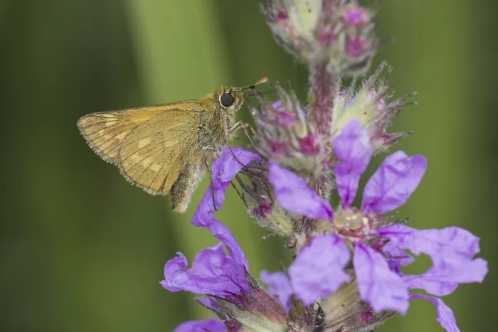 Gerahmter Druck : Ochlodes sylvanus (Ochlodes venatus) Gerahmter Druck : Ochlodes sylvanus (Ochlodes venatus)