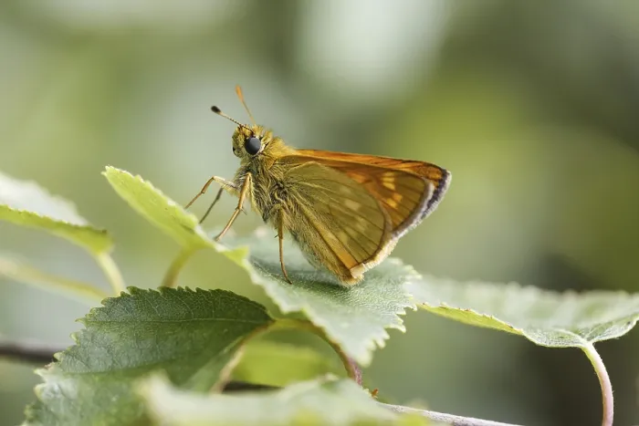 Gerahmter Druck : Ochlodes sylvanus (Ochlodes venatus) Gerahmter Druck : Ochlodes sylvanus (Ochlodes venatus)