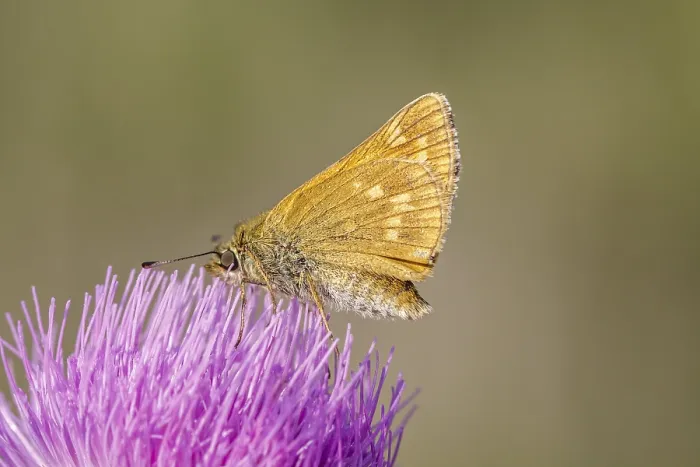 Gerahmter Druck : Ochlodes sylvanus (Ochlodes venatus) Gerahmter Druck : Ochlodes sylvanus (Ochlodes venatus)