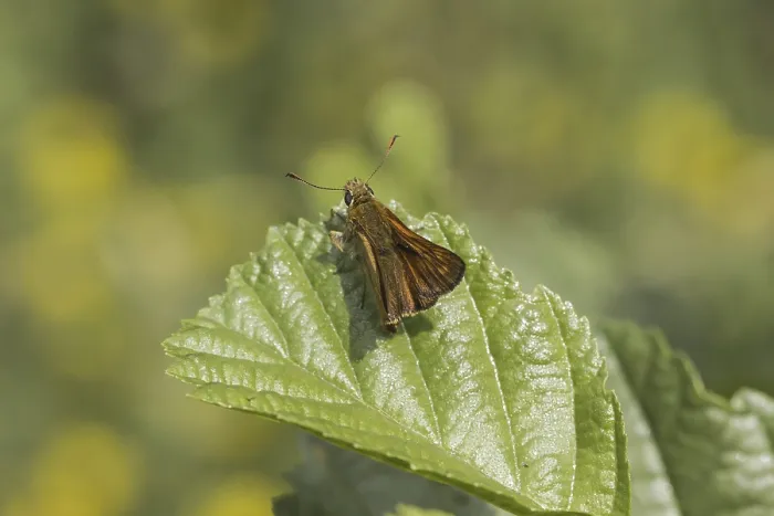 Gerahmter Druck : Ochlodes sylvanus (Ochlodes venatus) Gerahmter Druck : Ochlodes sylvanus (Ochlodes venatus)