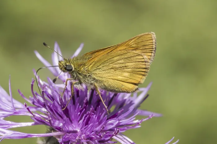 Gerahmter Druck : Ochlodes sylvanus (Ochlodes venatus) Gerahmter Druck : Ochlodes sylvanus (Ochlodes venatus)